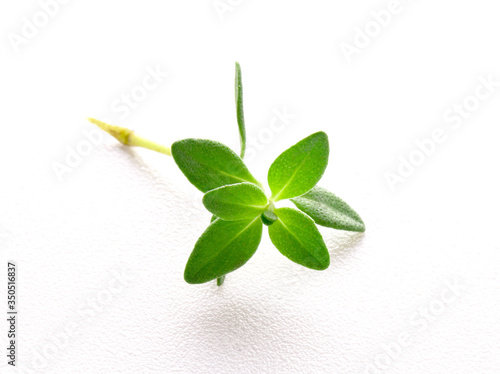 sprig of thyme isolated on white background