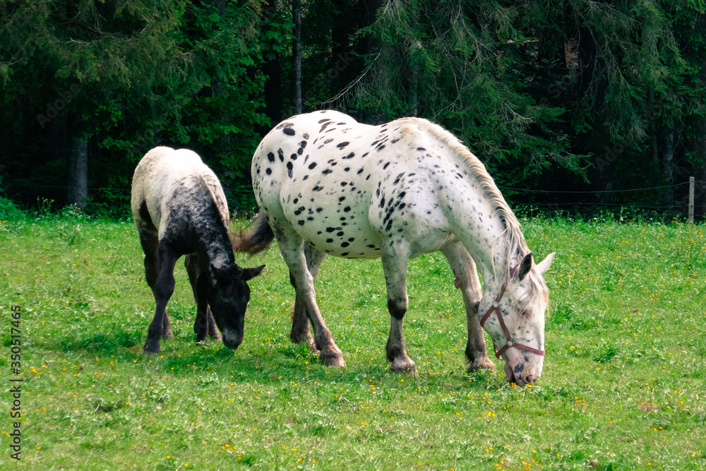 Big beautiful horse with spots and a little foal on a farm. Knabstuppper horse, similar to a Delmatian. Big beautiful horse with spots and a little foal on a farm. Knabstuppper horse, similar to a Delmatian.