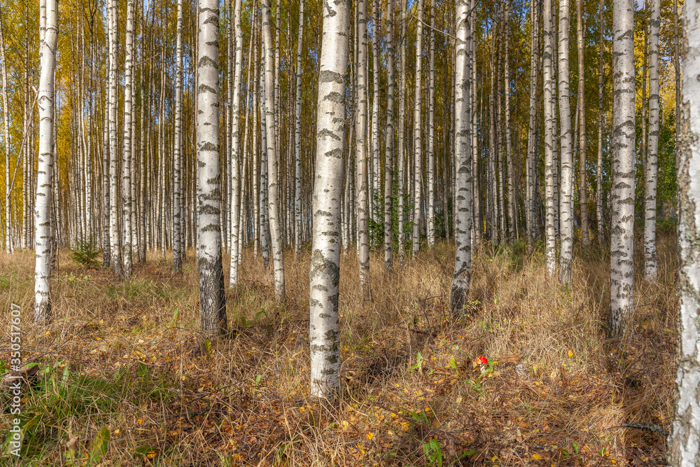 Birch trees with fresh green leaves in autumn. Sweden, selective focus Birch trees with fresh green leaves in autumn. Sweden, selective focus