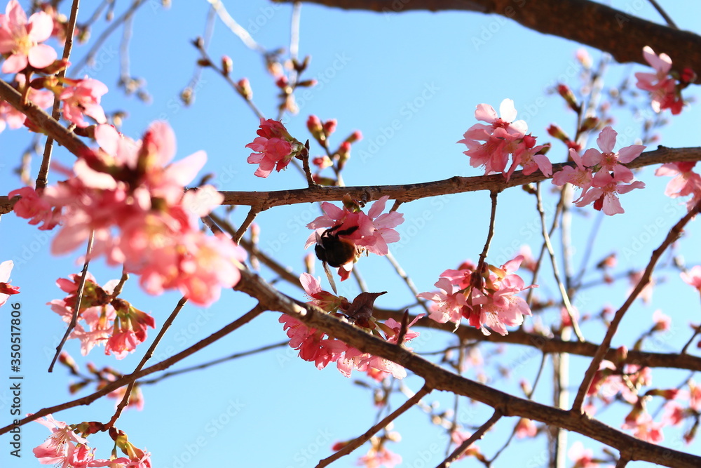 tree, spring, flower, nature, branch, blossom, cherry, pink, sky, red, plant, sakura, blue, blooming, winter, bloom, flowers, snow, season, white, beautiful, beauty, japanese, natural, petal tree, spring, flower, nature, branch, blossom, cherry, pink, sky, red, plant, sakura, blue, blooming, winter, bloom, flowers, snow, season, white, beautiful, beauty, japanese, natural, petal