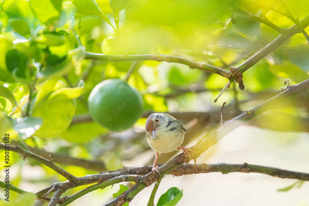 Common Tailorbird on lemon tree branch. Common Tailorbird on lemon tree branch.