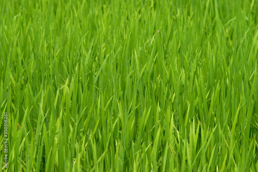 closed-up of rice fields in thailand closed-up of rice fields in thailand