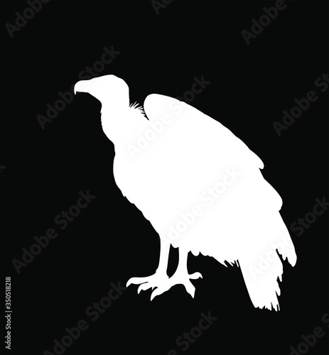 Vulture vector silhouette illustration isolated on black background. Big bird symbol. Griffon vulture zoo attraction.