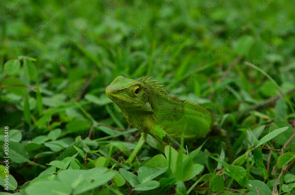 Chameleon close up. Multicolor Beautiful Chameleon closeup reptile with colorful bright skin. The concept of disguise and bright skins. Exotic Tropical Pet