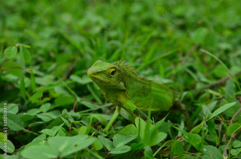 Fototapeta premium Chameleon close up. Multicolor Beautiful Chameleon closeup reptile with colorful bright skin. The concept of disguise and bright skins. Exotic Tropical Pet