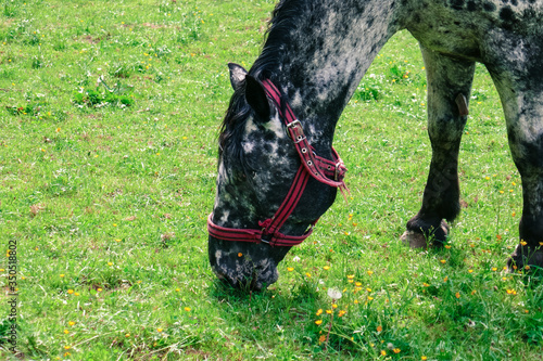 Big beautiful horse with spots on the farm. Horse breed Knabstrupper. © mar1sha