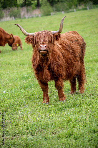 Scottish Higland cattle