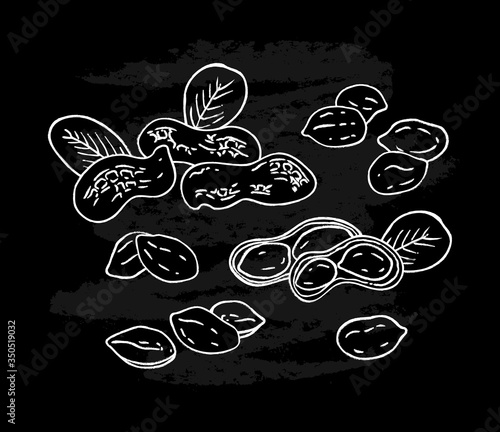 Set of white hand drawn peanut images isolated on black chalkboard  background. Ink sketch of nuts. Vector illustration. Peanuts, nuts in shell and  leaves.