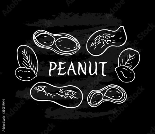 Set of white peanuts on black chalkboard background. Hand drawn sketch of nuts and leaves. Vector illustration.