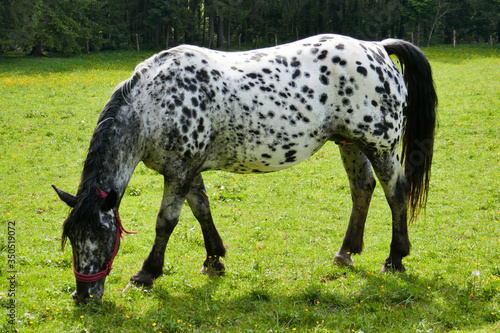 Big beautiful horse with spots on the farm. Horse breed Knabstrupper.