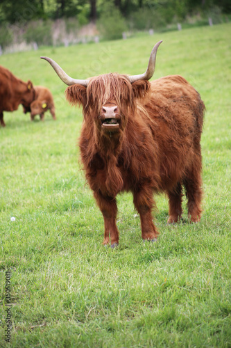 Scottish Higland cattle