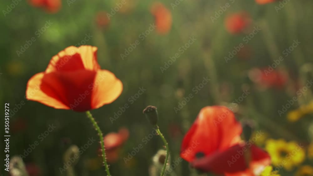 Spring flowers.Close-up of blooming red poppies. Beautiful flowers on a background of lush spring greens. Field and forest plants. Botanical walks. Awakening nature. Flowers sway in the wind. Spring flowers.Close-up of blooming red poppies. Beautiful flowers on a background of lush spring greens. Field and forest plants. Botanical walks. Awakening nature. Flowers sway in the wind.