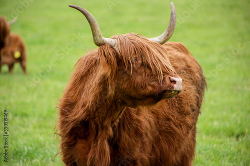Scottish Higland cattle