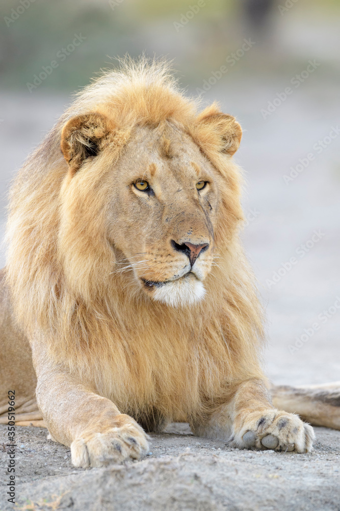 Male lion (Panthera leo) portrait, lying down, Ngorongoro conservation area, Tanzania.