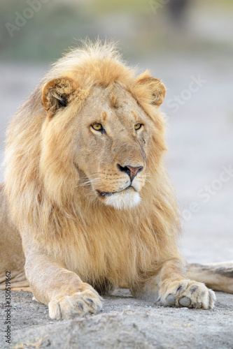 Male lion (Panthera leo) portrait, lying down, Ngorongoro conservation area, Tanzania. © andreanita