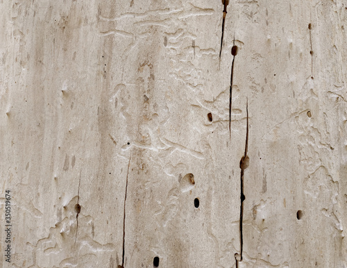 Light wooden texture. Tree without bark, covered with furrows and cracks.