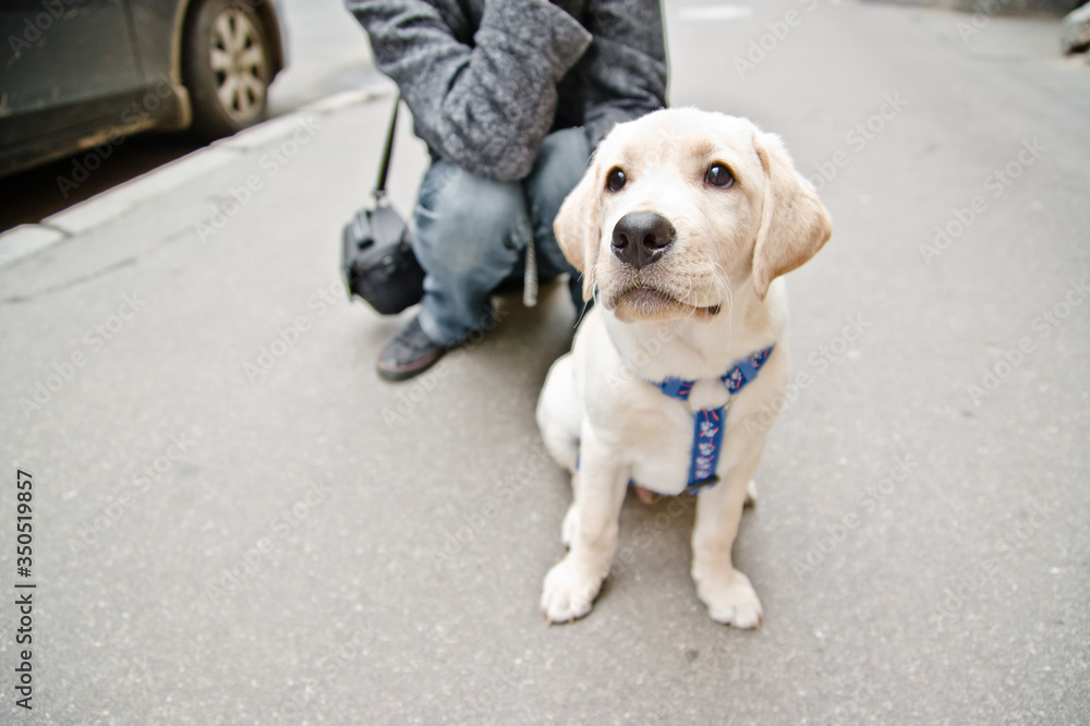 a puppy of Labrador retriever breed sitting on the street a puppy of Labrador retriever breed sitting on the street