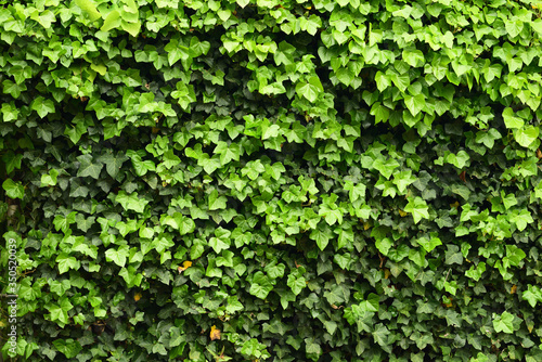 Background of green plants on the wall.