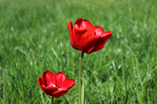 red tulips on green grass