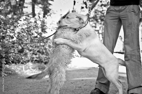 a cute labrador retriever puppy in hugs with another dog