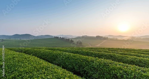 time lapse of the beautiful tea plantation in sunrise, tea farm spring landscape in dongzhi county,  anhui province, China