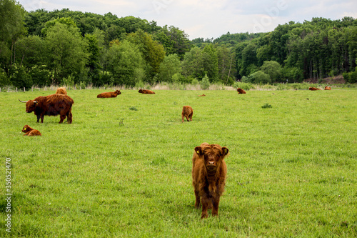 Scottish Higland cattle