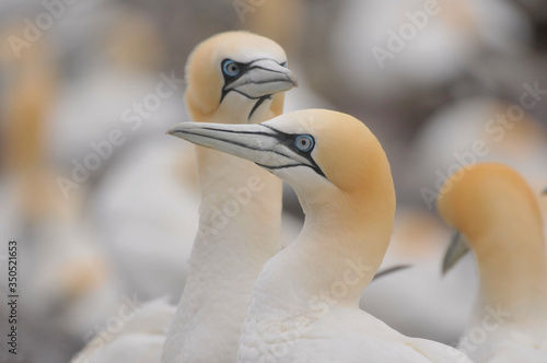 Face to face with The northern gannet Morus bassanus