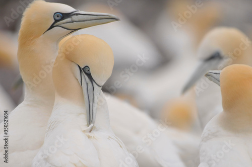 Obraz na plátne Face to face with The northern gannet Morus bassanus