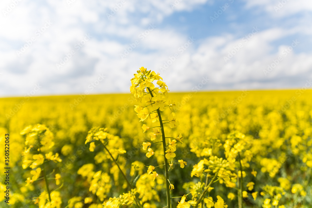 Flowers of oil in rapeseed field with blue sky and clouds. natural background Flowers of oil in rapeseed field with blue sky and clouds. natural background