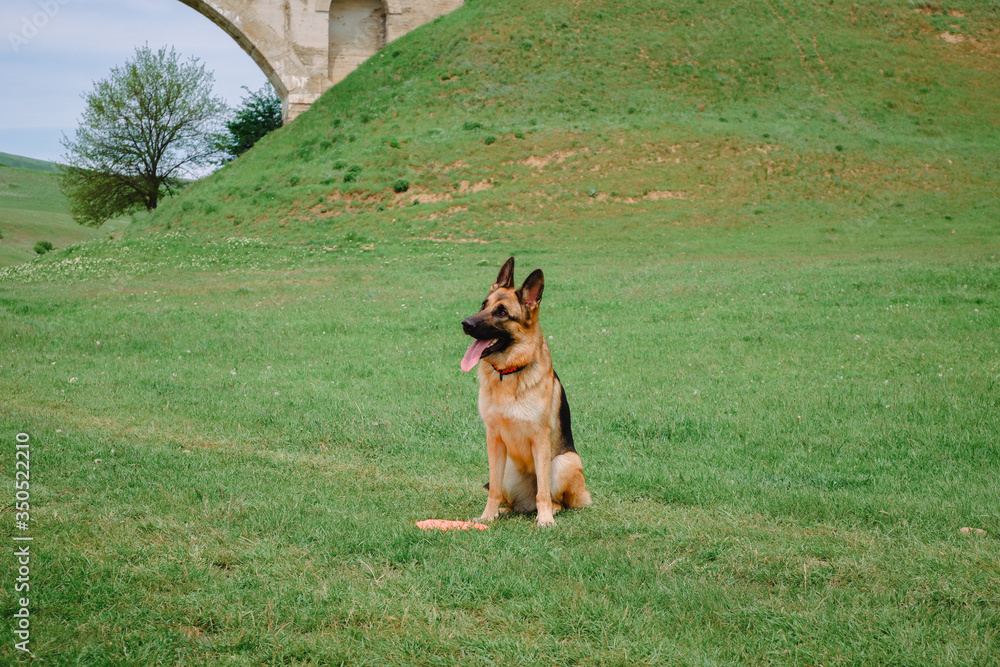German shepherd sitting on the grass. Dog in the field.