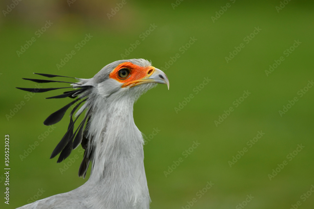 Secretary bird Sagittarius serpentarius portrait Secretary bird Sagittarius serpentarius portrait