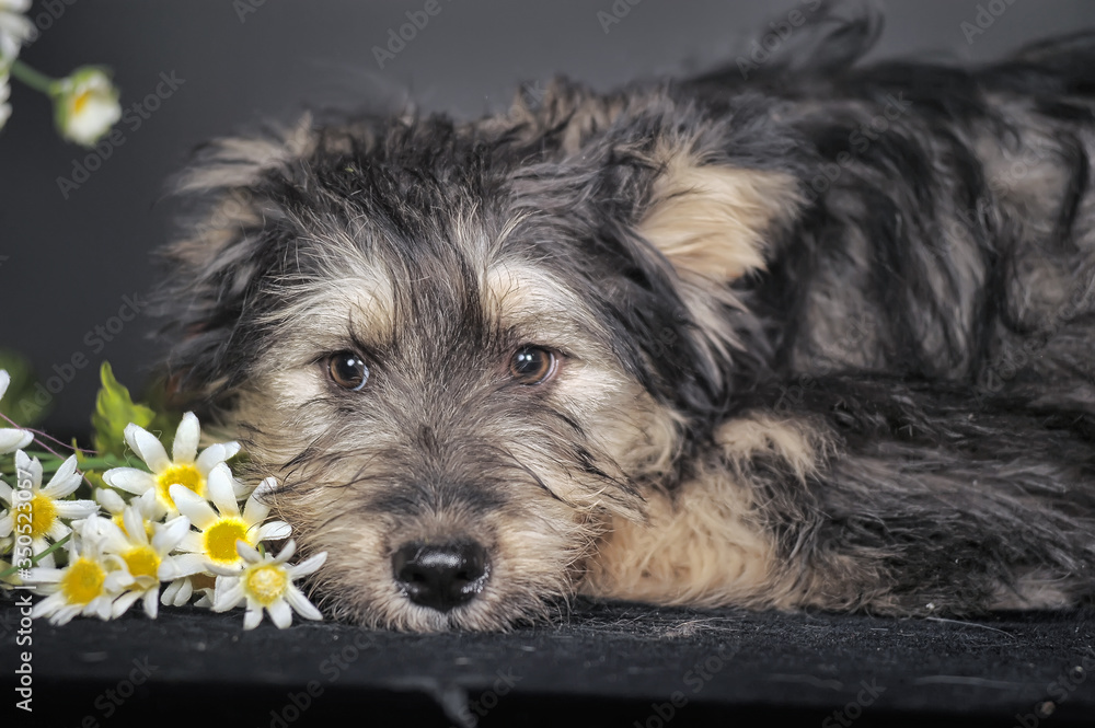 cute black and brown dog mongrel   terrier