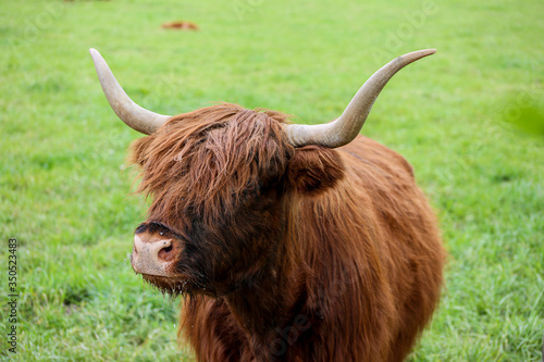 Scottish Higland cattle