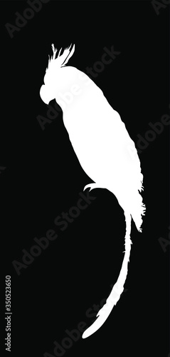 White macaw parrot vector silhouette illustration isolated on black background. Sitting Ara realistic vector portrait. Beautiful Pet Parrot symbol. Bird from south America.