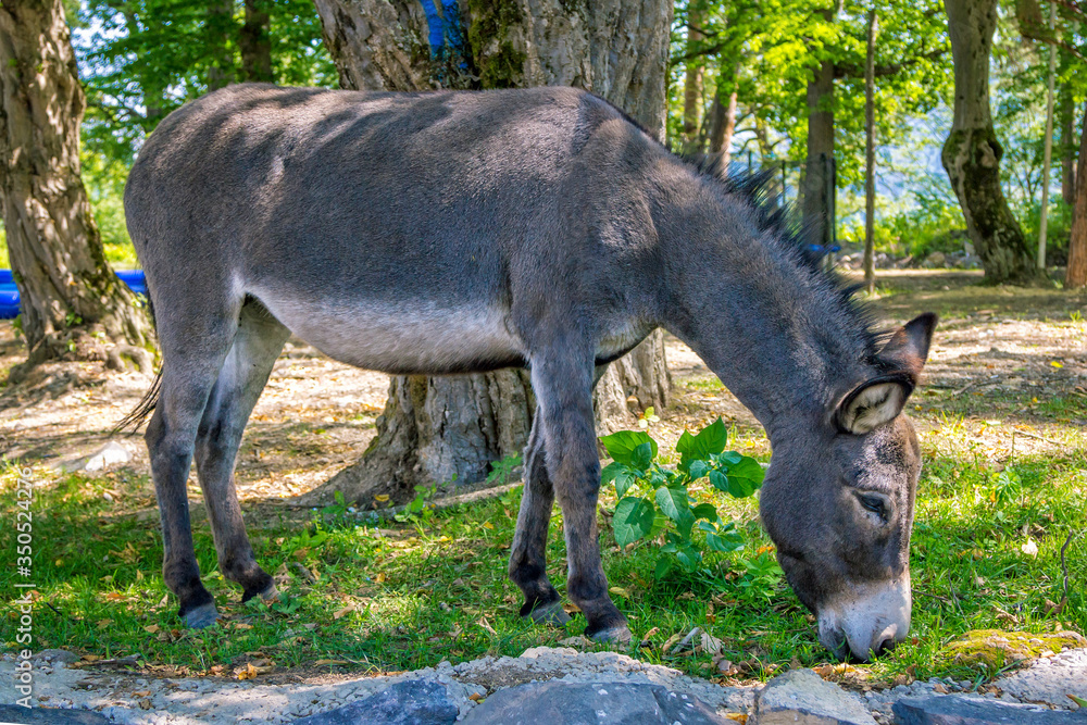 Gray donkey grazing on the meadow in a forest. Domestic farm animal. Gray donkey grazing on the meadow in a forest. Domestic farm animal.