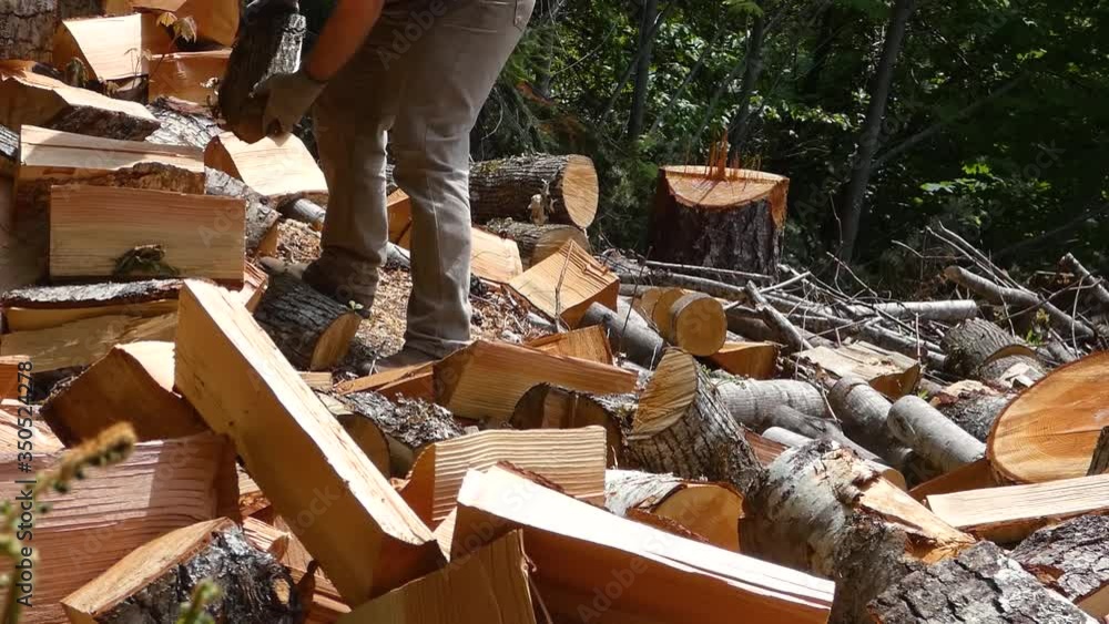 Close up of man throwing firewood on a pile in the forest with stomp in background Close up of man throwing firewood on a pile in the forest with stomp in background