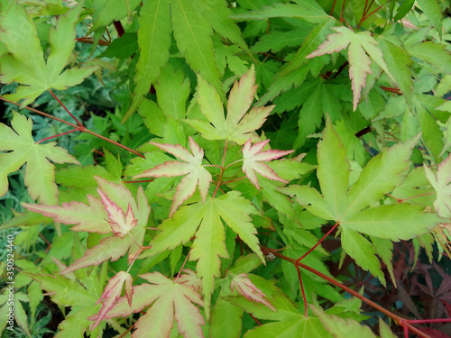 Acer palmatum 'Sango-Kaku' photo