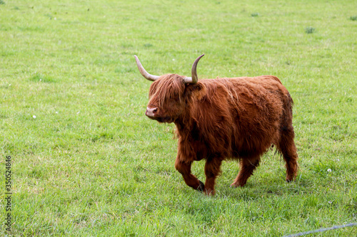 Scottish Higland cattle