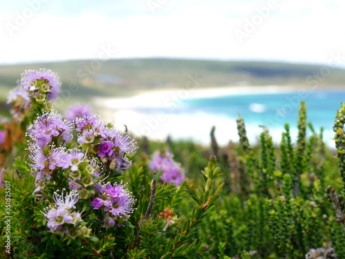 Purple flowers on the coast, beach on the background