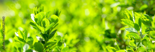 Beautiful nature in spring, young spring leaves lit by sunlight