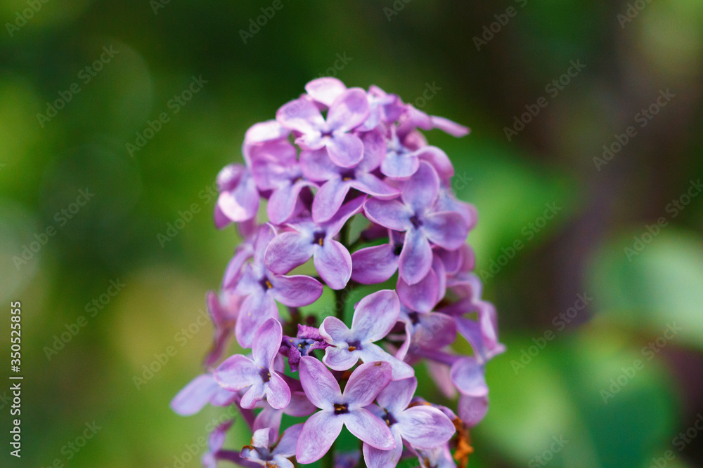 Purple lilac flowers close-up on a green background. Purple lilac flowers close-up on a green background.