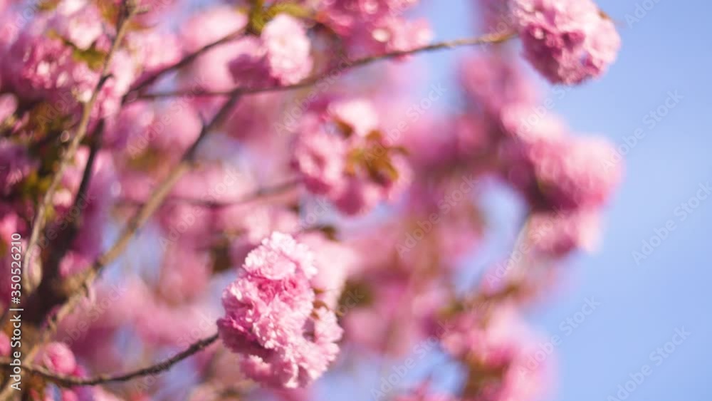 Flowers summertime focus blur tree branch blue sky blurry Flowers summertime focus blur tree branch blue sky blurry
