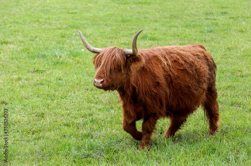 Scottish Higland cattle