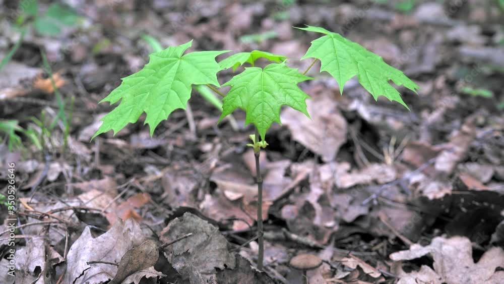 Young sprout of the Maple tree (Acer platanoides). Young sprout of the Maple tree (Acer platanoides).