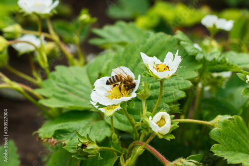 Bee pollinates and sits in a white strawberry flower