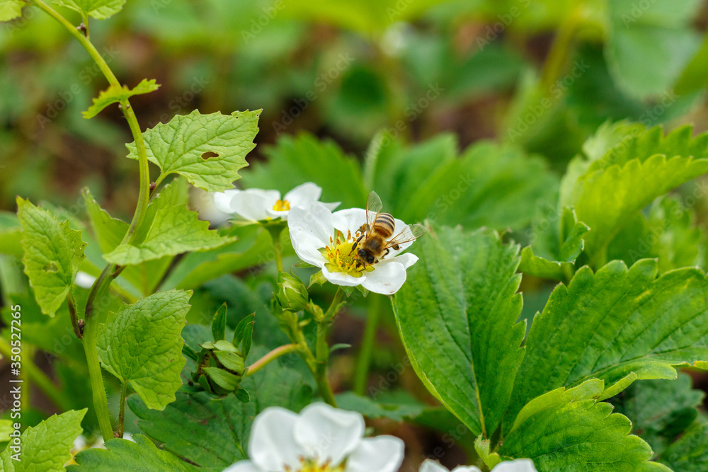 Bee pollinates and sits in a white strawberry flower