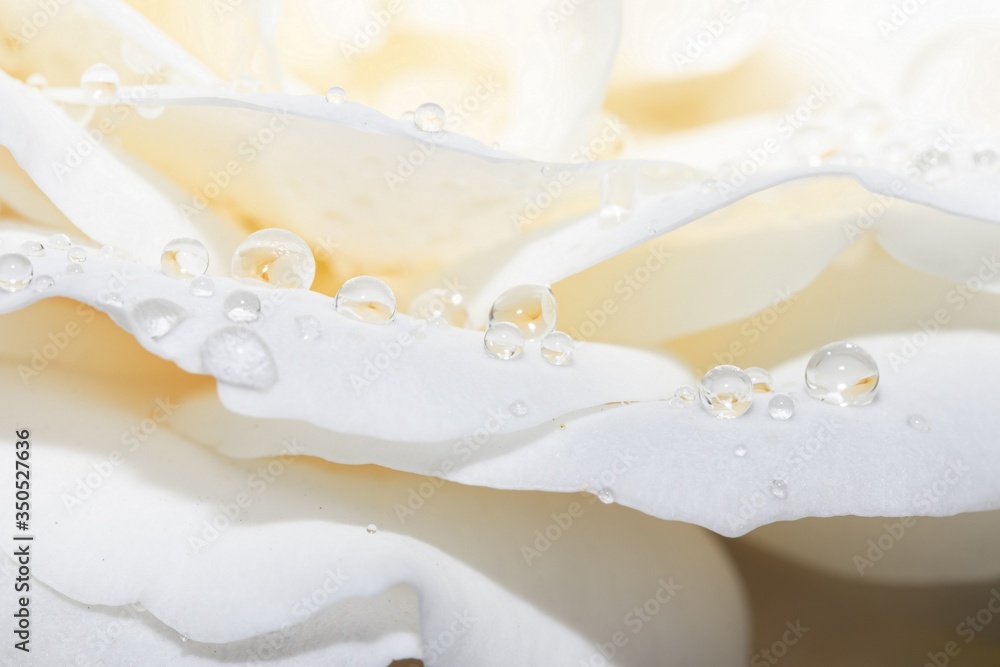 Abstract background of raindrops on cream rose petals Abstract background of raindrops on cream rose petals