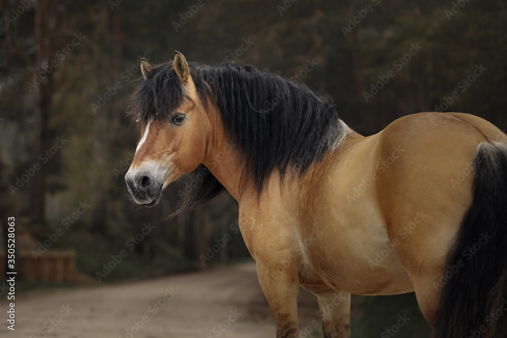 Obraz premium Portrait of a harness horse