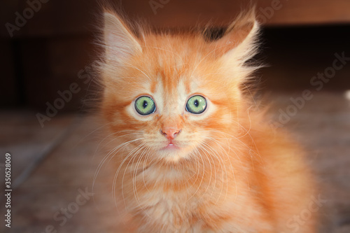 Very cute little red and fluffy kitten with green eyes. © larisa