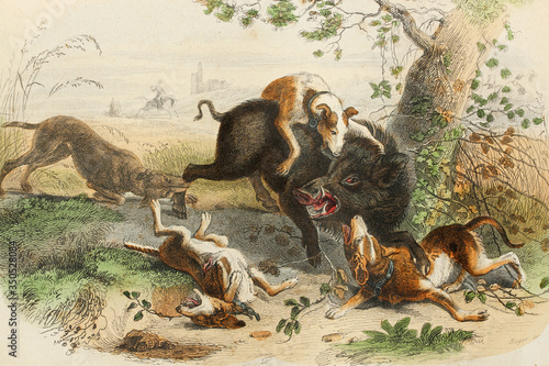 Canvas Print Pack of dogs attacking a boar. Antique illustration. 1856.